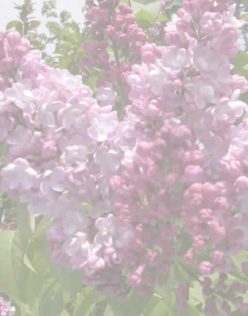 lilac