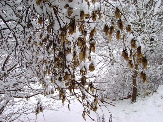 neige4