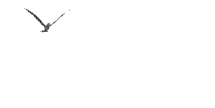 oiseauenvol