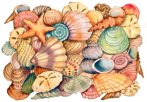 coquillages