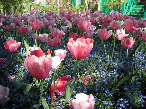 tulipes-roses.jpg