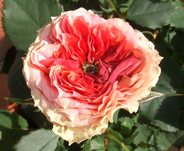 dscf0486.jpg