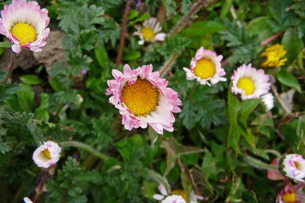 tz5-2004_14.jpg