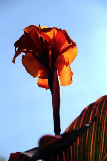 lali_img_0057b.jpg