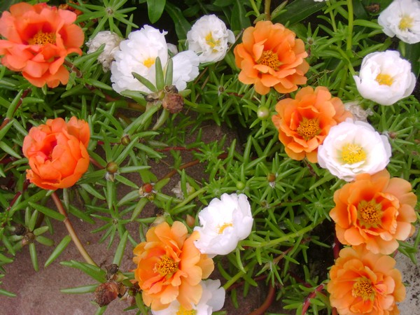 photo-1006.jpg