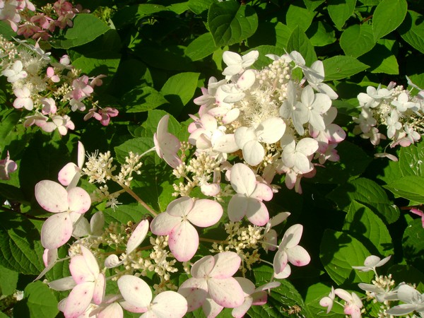 photo-1383.jpg