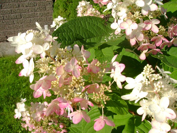 photo-1384.jpg