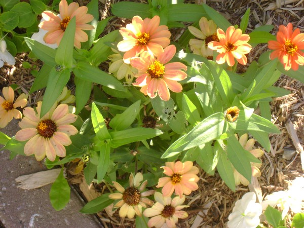 photo-1485.jpg