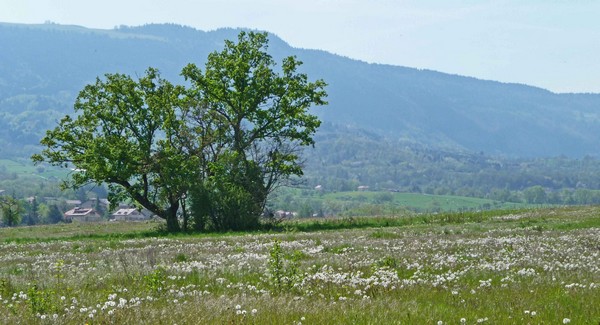 tz5-0405_018.jpg
