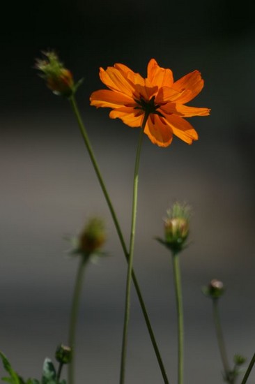 img_0356_fleurs_lali.jpg