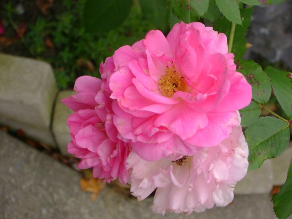 photo-1918.jpg