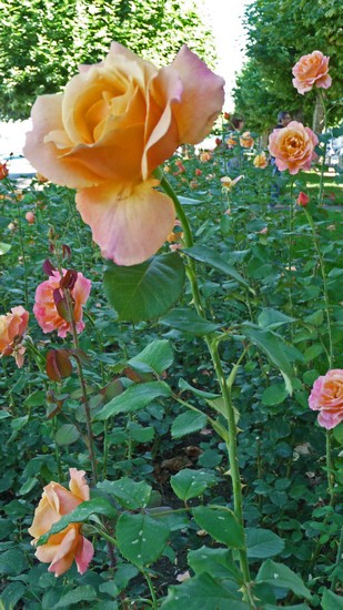 tz5-24082008-81a.jpg