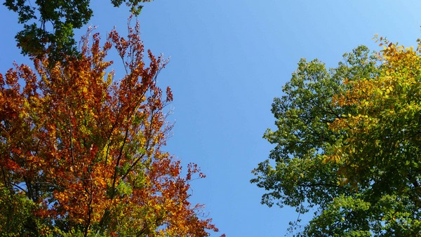 tz5-09102008-05a.jpg