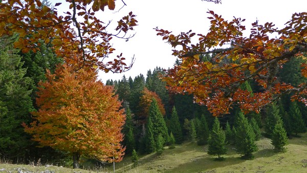 tz5-12102008-64.jpg