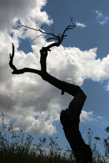 lali_cadeau_2008_05_10__0052.jpg