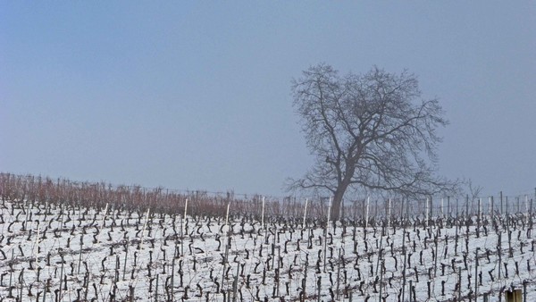 tz5-25012009-013.jpg