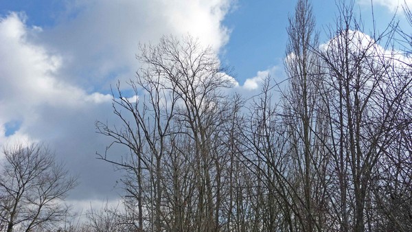 tz5-14022009-37.jpg