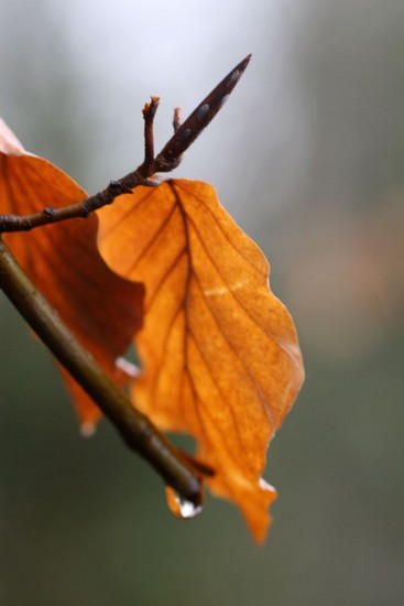 lali-feuille-img_0037.jpg