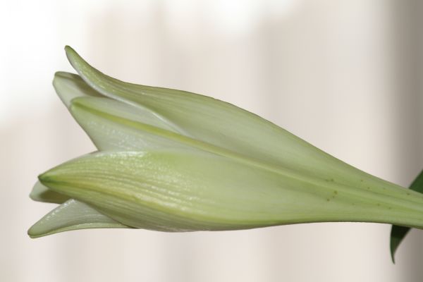 lali-fleur-img_0079.jpg