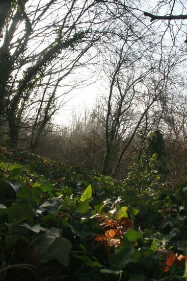 lali-printemps-foret-2009-03-13a_0006_.jpg