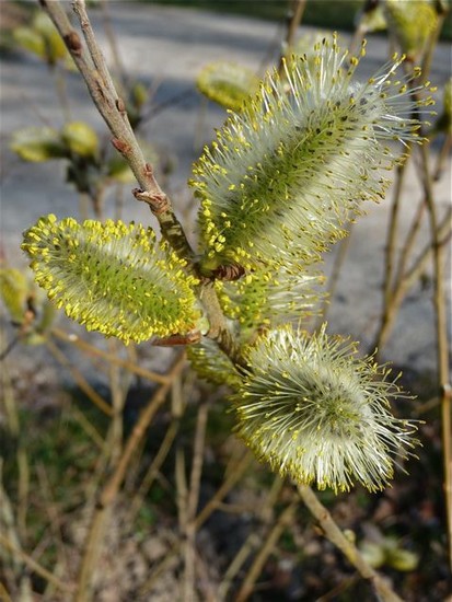 p1010143_3.jpg