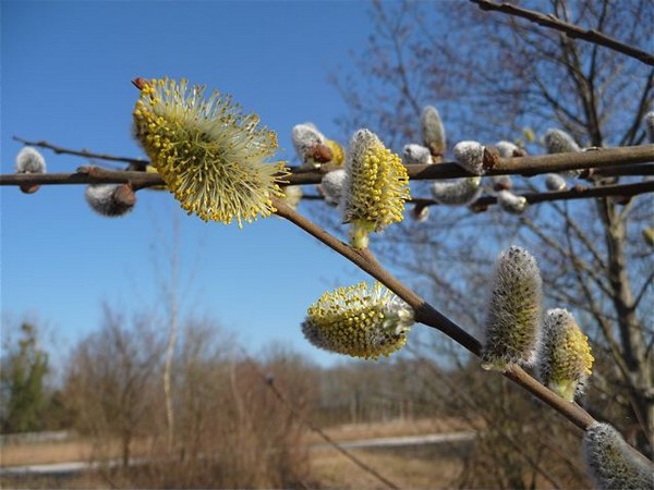p1010168.jpg