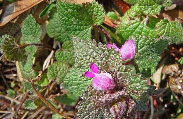 tz5-13032009-45.jpg