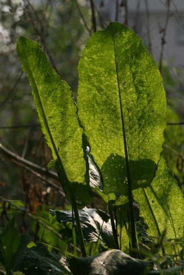 et-si-le-vert-img_0101.jpg