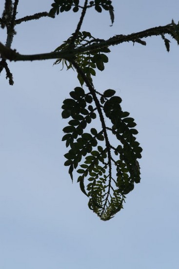 merveille-img_0048.jpg