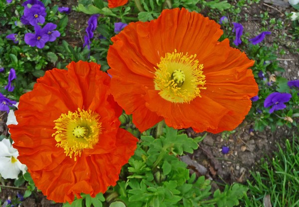 tz5-12042009-84.jpg