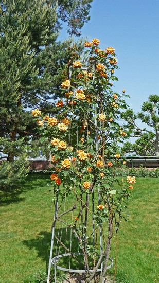 tz5-24052009-44.jpg