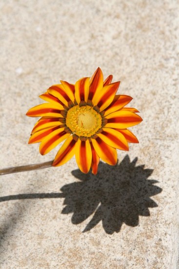 la-fleur-img_0226.jpg