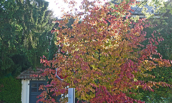 tz5-22102009-05_l.jpg