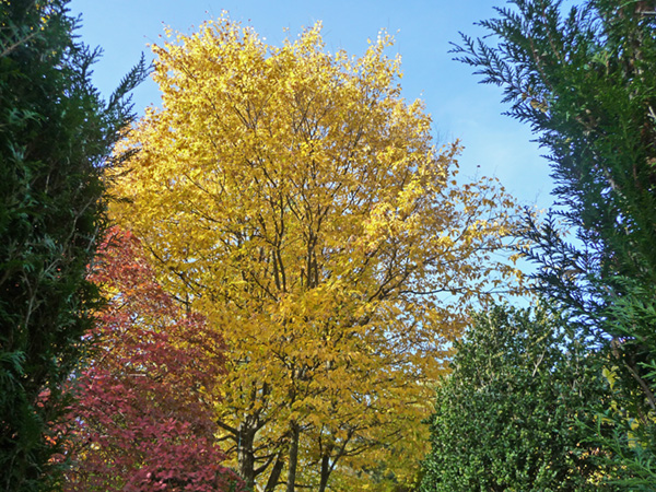 tz5-27102009-68_l.jpg