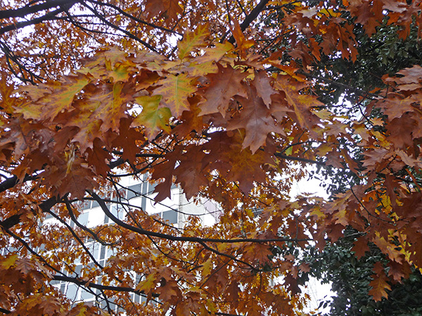 tz5-15112009-003_l.jpg
