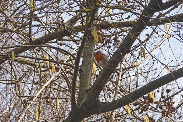 tz5-20100301-22_l.jpg
