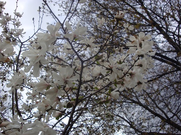 photo-264_fr.jpg