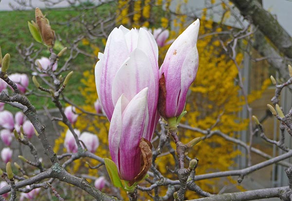tz-20100330-05_l.jpg