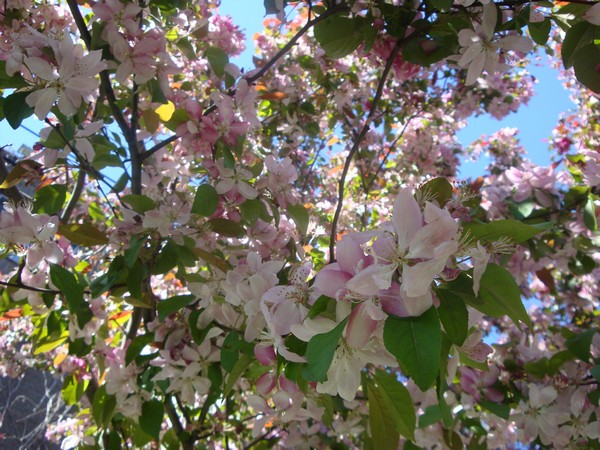 photo-037_arbre.jpg