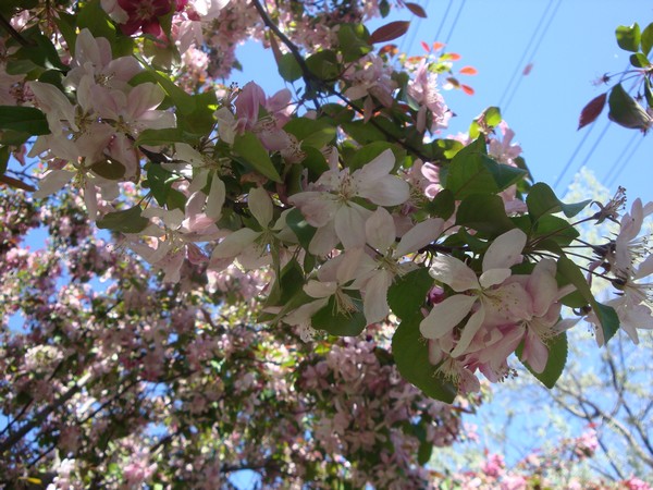 photo-040_arbre.jpg