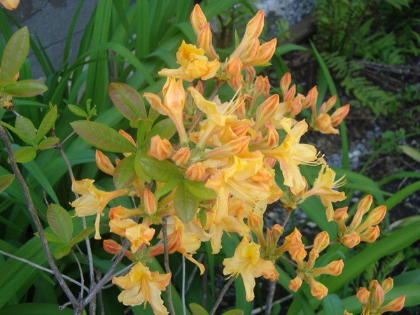 photo-066_fleurs-mysteres.jpg
