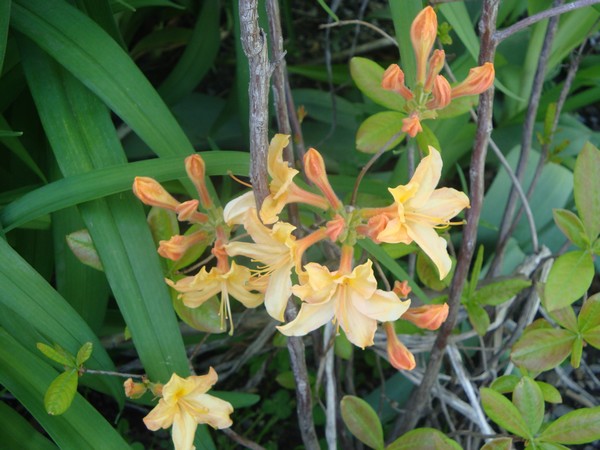 photo-067_fleurs-mysteres.jpg