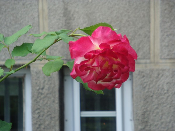 photo-071_justeunerose.jpg