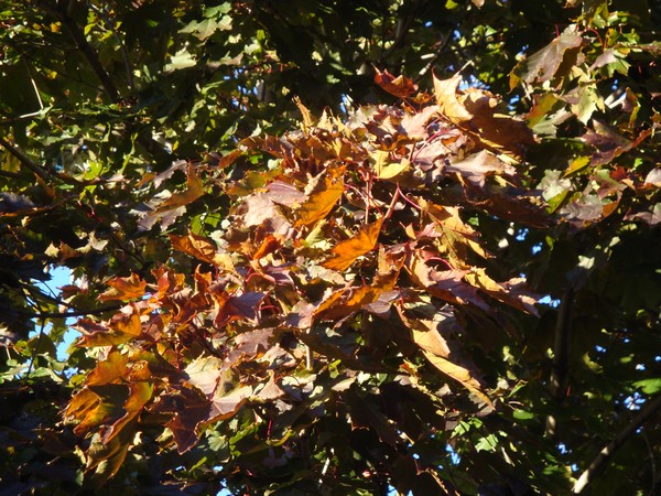 photo-247_automne.jpg