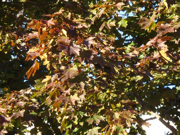 photo-253_automne.jpg