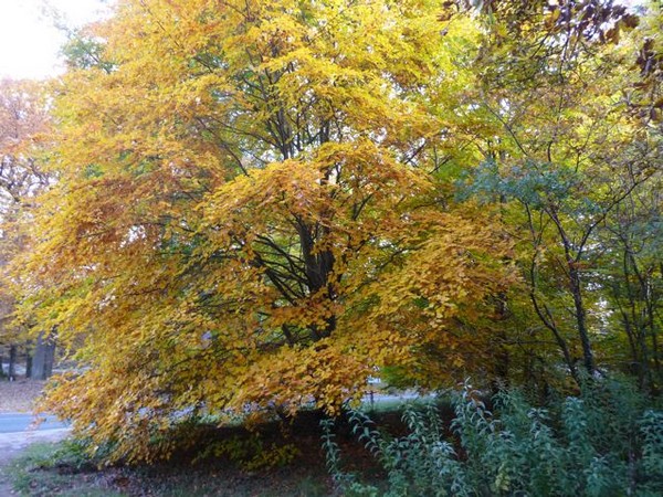p1010828_2.jpg