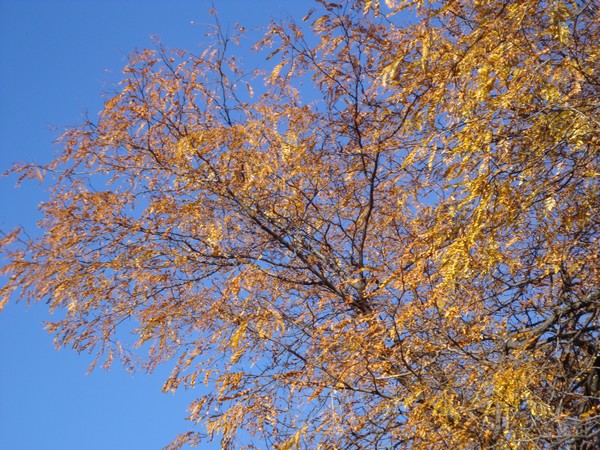 photo-016_novembre.jpg