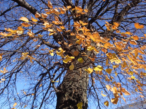 photo-017_novembre.jpg