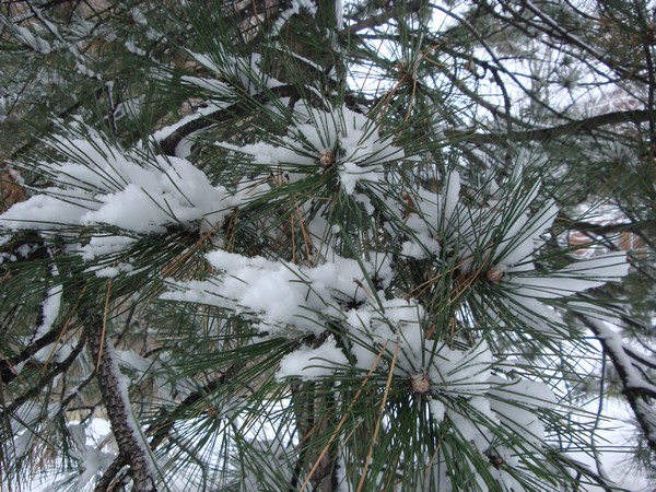 photo-088_neige.jpg