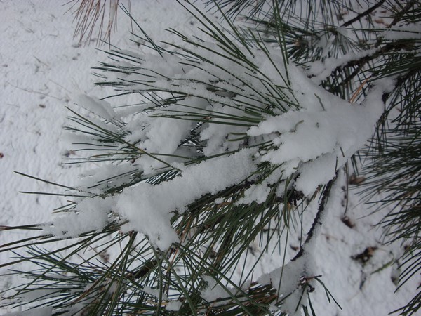 photo-091_neige.jpg